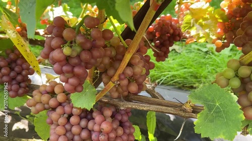 Green and Red Grapes Clusters Hanging on Vine Under Sky Video