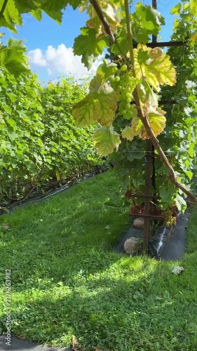 Green Grapevine Trunks And Leaves In Sunny Vineyard Video