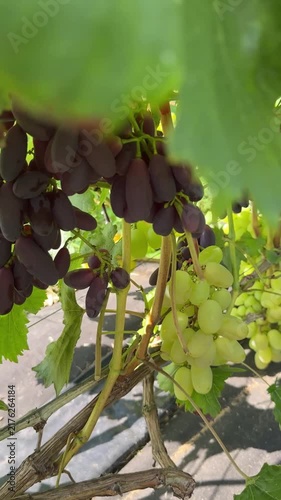 Black And Green Grapes Bunches Hanging On Vine Video