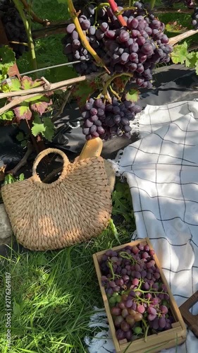 Summer Picnic In Vineyard With Grapes And Straw Bag Video