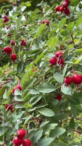 Red Rose Hip Berries On Bush Video