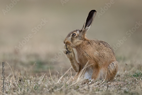 Brown Hare (Lepus europaeus) grooming in farmland at dusk