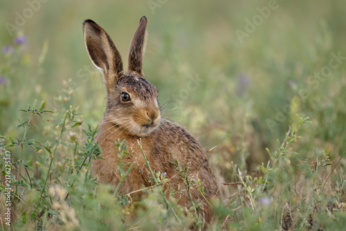 Brown Hare Leveret (Lepus europaeus) in wild field border