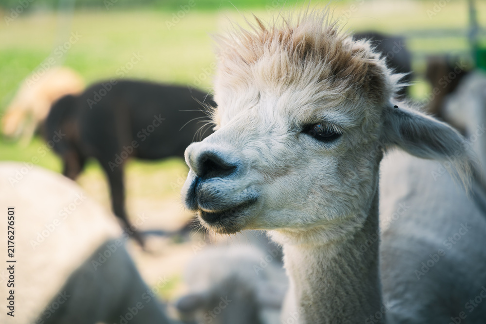 Fototapeta premium Close-up of a fluffy white alpaca on a farm in Parnu Estonia