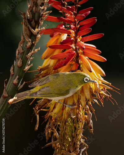 Foto Cape white-eye looking over at the adjacent flowering aloe as it searched for fr