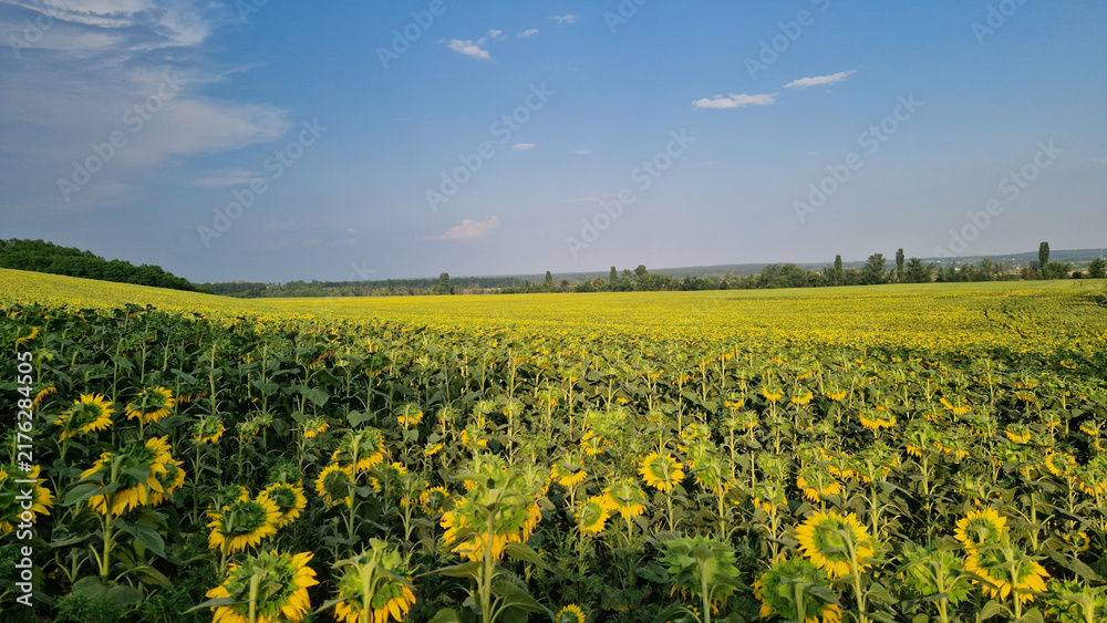 Obraz premium Blooming field of sunflowers under blue sky. Picturesque summer rural landscape. Endless field of bright yellow sunflowers blooming on hills under bright blue summer sky with clouds. Farmland