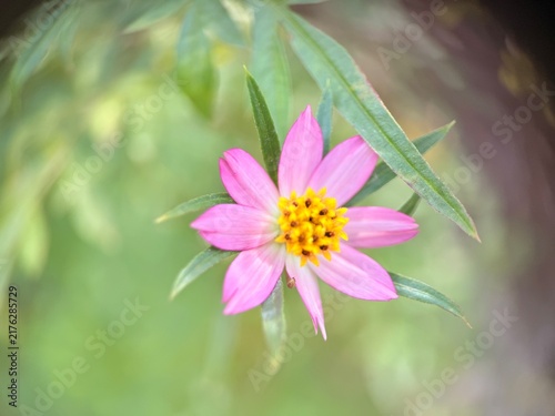 Cuadro en lienzo A vibrant pink flower with a yellow center that appears to be Ulam Raja