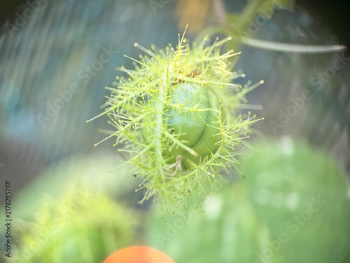 Fotografie An unripe green fruit of Passiflora foetida, commonly known as stinking passionflower, wild maracuja, or buah ulat bulu in Malaysia