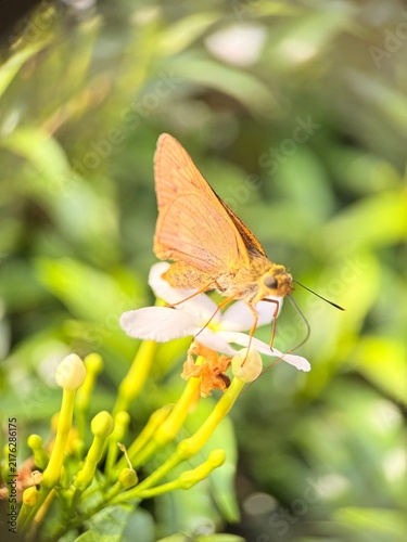 Canvas Print butterfly on a flower