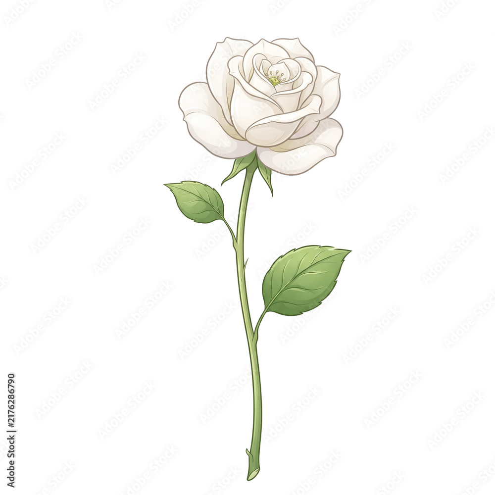Obraz premium Beautiful white rose Flower Illustration – Soft Watercolor Floral Clipart for Wedding Design - white rose on white background