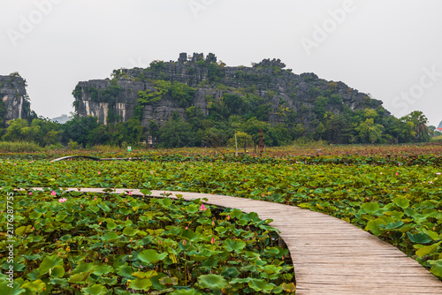 Foto Wooden boardwalk winding through lotus pond in Tam Coc, Vietnam
