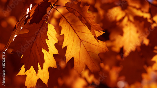 A close-up of golden autumn oak leaves backlit by warm sunlight, showcasing i...