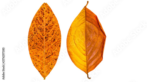 Fotografie Two distinct autumn leaves with orange yellow and brown spotted textures
