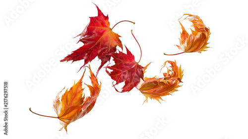 Vibrant red and orange maple leaves falling in autumn season
