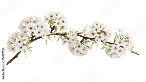 Cuadro en lienzo Blooming cherry tree branch with delicate white flowers and green leaves