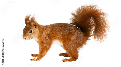 Картината върху платно Red squirrel with bushy tail standing in profile