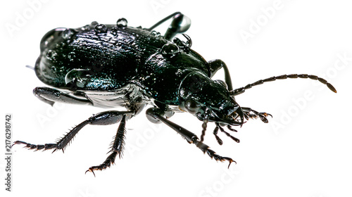 Obraz na plátne Iridescent black ground beetle with water droplets on its shiny exoskeleton