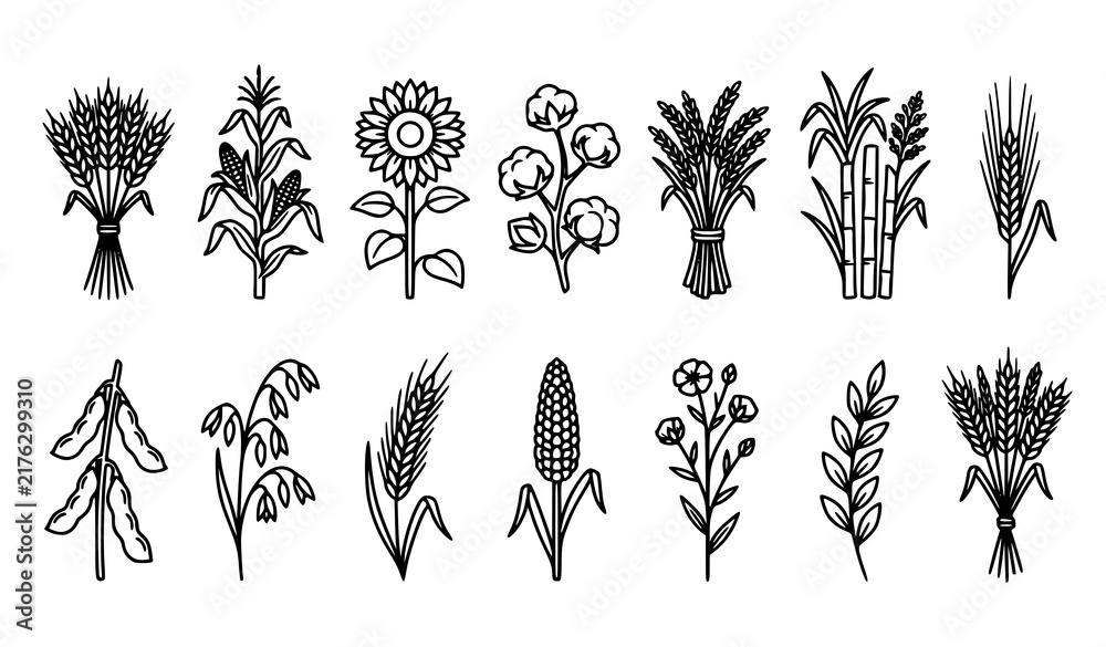 Obraz premium Farm Harvest Botanical Outline Icon Set with Wheat Corn Sunflower Cotton Rice Sugarcane and Grains