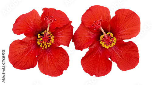 Canvastavla Two vibrant red hibiscus flowers with yellow stamens and prominent petals