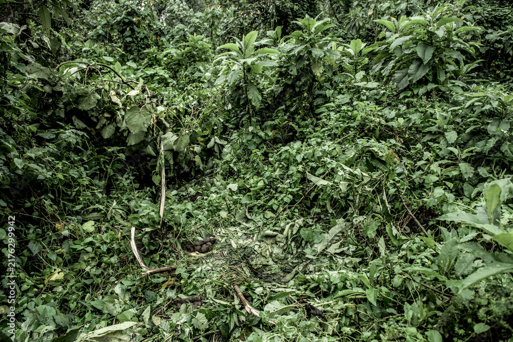 Naklejka premium Mountain gorilla dung in virunga national park forest