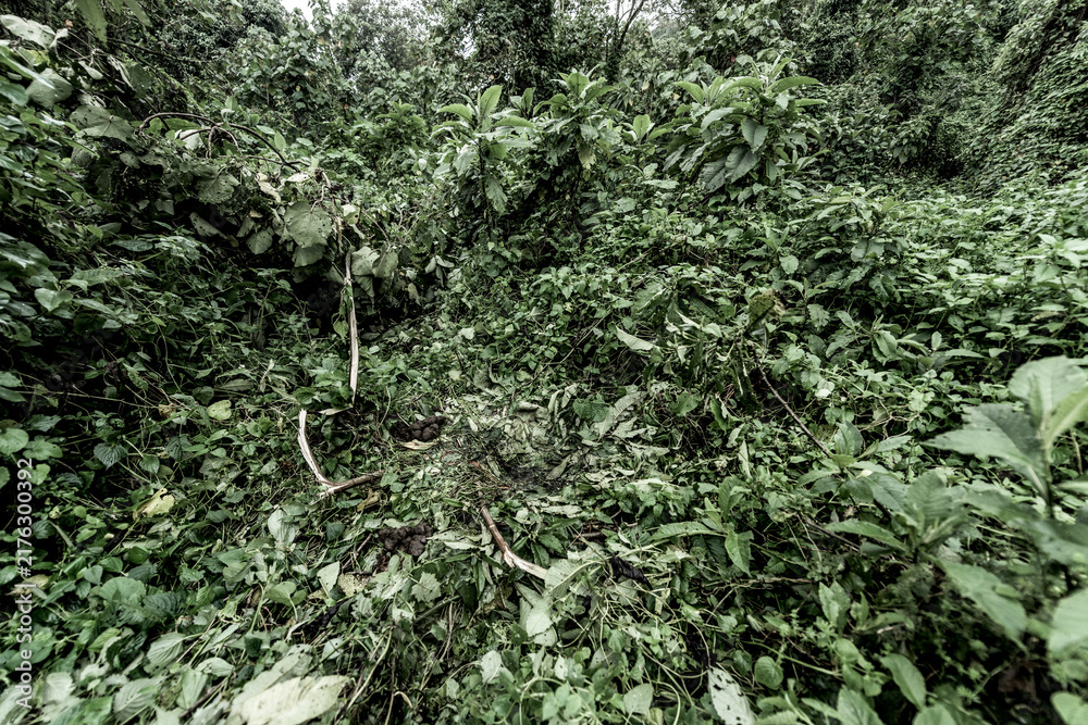 Naklejka premium Gorilla nest site in virunga jungle vegetation