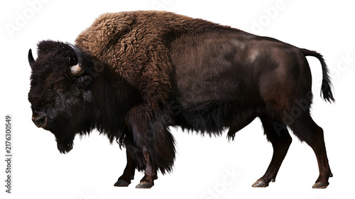 Large adult American bison standing in profile with thick dark brown fur