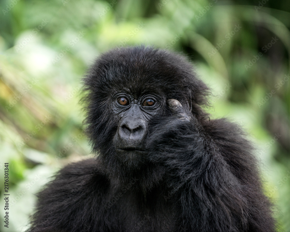 Naklejka premium Young mountain gorilla contemplating in virunga forest