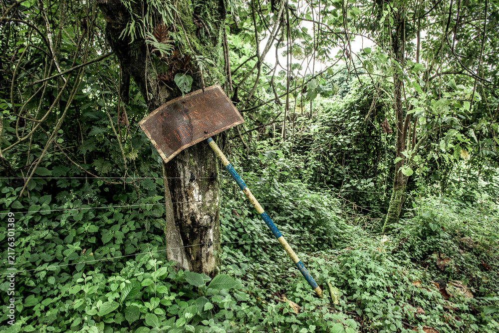 Naklejka premium Rusty sign in dense virunga forest vegetation