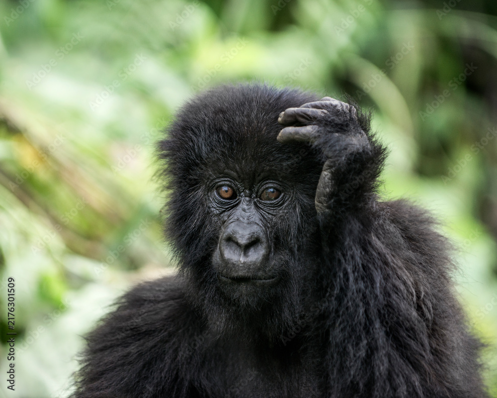 Naklejka premium Young mountain gorilla looking at camera in virunga