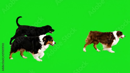Multiple dogs walking and running together on a green screen chroma key background