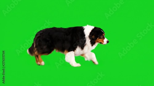 Australian shepherd dog walking across the screen on a green screen chroma key background