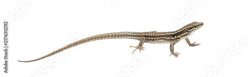 Wall lizard podarcis muralis standing on transparent background