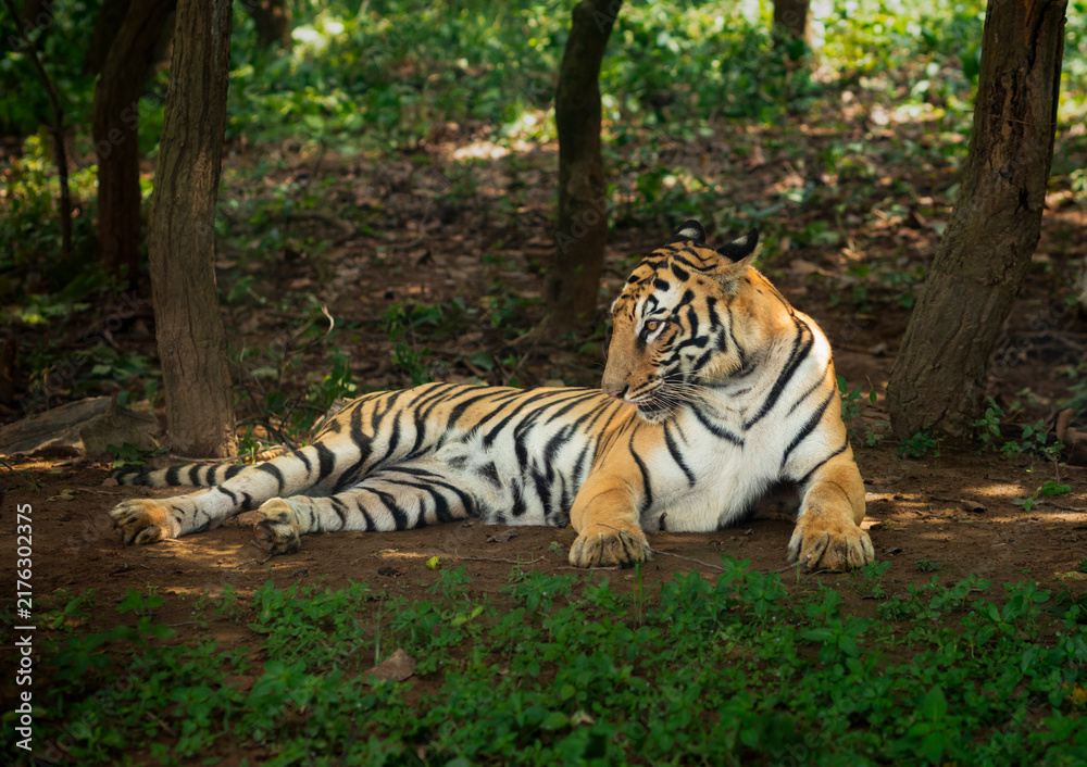 Fototapeta premium Royal Bengal Tiger