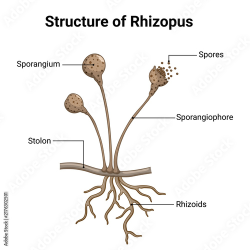 Canvastavla Structure of Rhizopus showing labels anatomy diagram for education