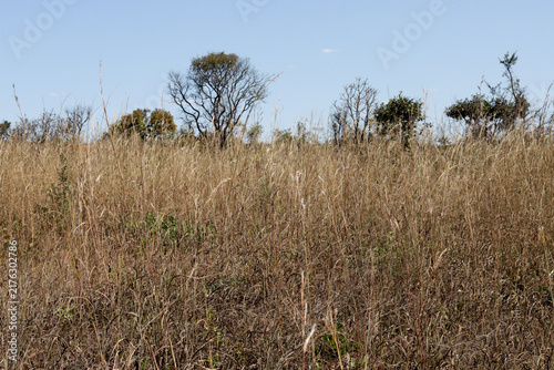 Tall Dry Grass Growing in an Open Field in the Savannas of Brazil that can cause a Fire Hazard