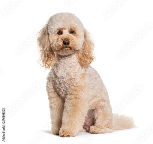 Bild auf Leinwand Cream colored poodle sitting on white background looking