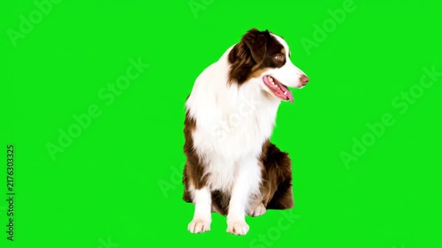 Australian shepherd dog sitting down and looking around on a green screen chroma key background