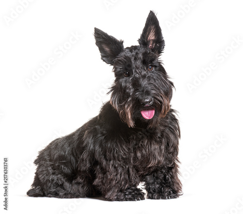 Canvastavla Black scottish terrier sitting on white background panting