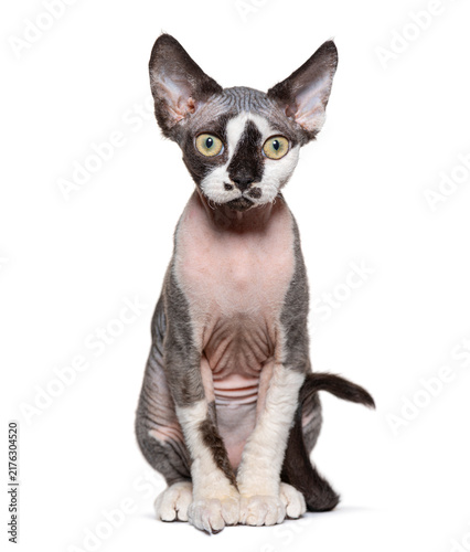 Obraz na płótnie Devon Rex cat kitten sitting on white background