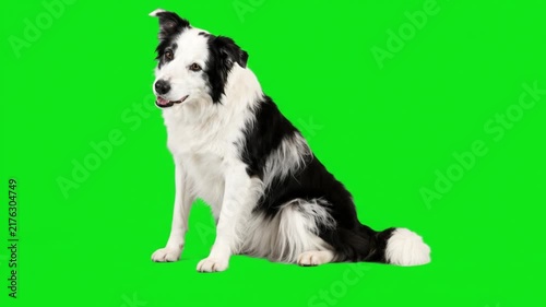 Border collie dog sitting down and looking around on a green screen chroma key background