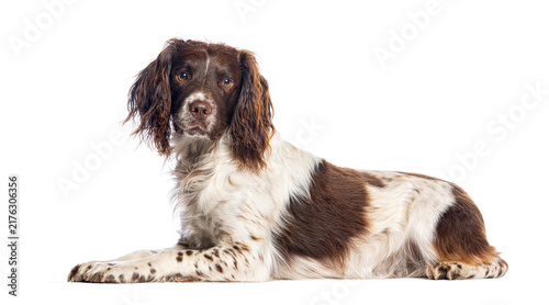 Quadro su tela English springer spaniel dog lying down portrait, isolated