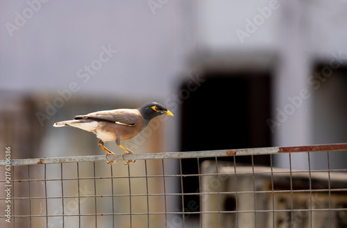 Common Myna Birds Perched on a fence