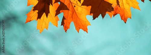Autumn oak Leaf Against Turquoise Sky: Warm Orange Colorful Foliage in Nature