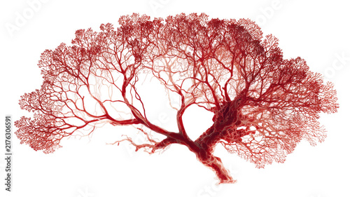 Detailed Human Lung Vascular Network with Extensive Branching Blood Vessels and Pulmonary Circulation Anatomy on transparent background