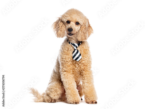 Poodle dog sitting wearing a business necktie