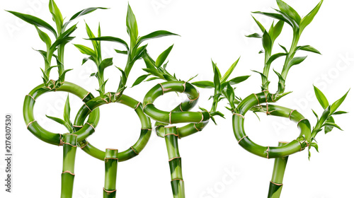 Foto Three spiraled lucky bamboo stalks with vibrant green leaves and segmented stems