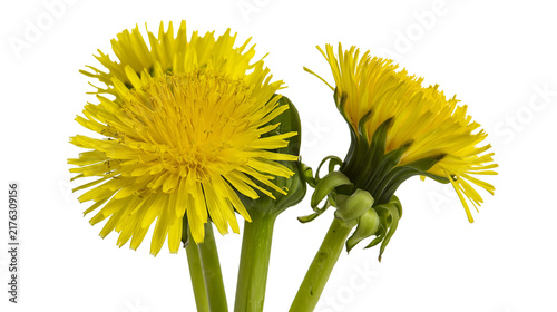 Obraz na plátně Vibrant yellow dandelion flowers with green stems and sepals