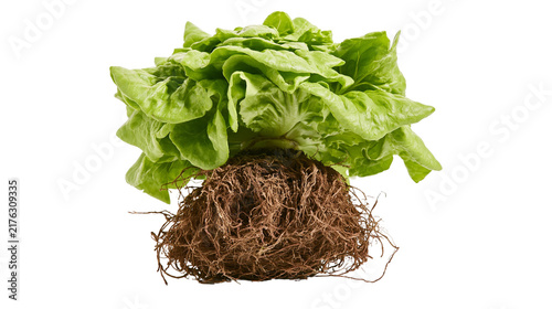 Photography Fresh green butterhead lettuce head with intact brown fibrous root system