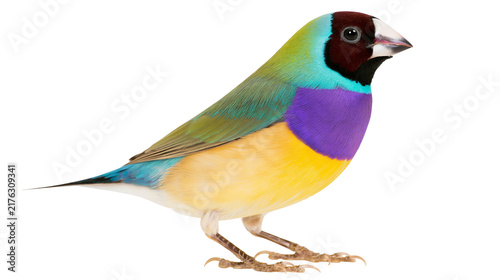 Obraz na płótnie Colorful Gouldian finch with black head and vibrant yellow purple and green plum