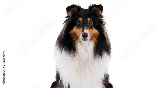 Foto Tricolor Shetland Sheepdog with fluffy fur looking directly at the camera